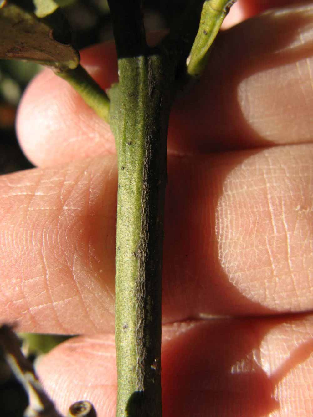              First year twig (Winter Haven, FL)       